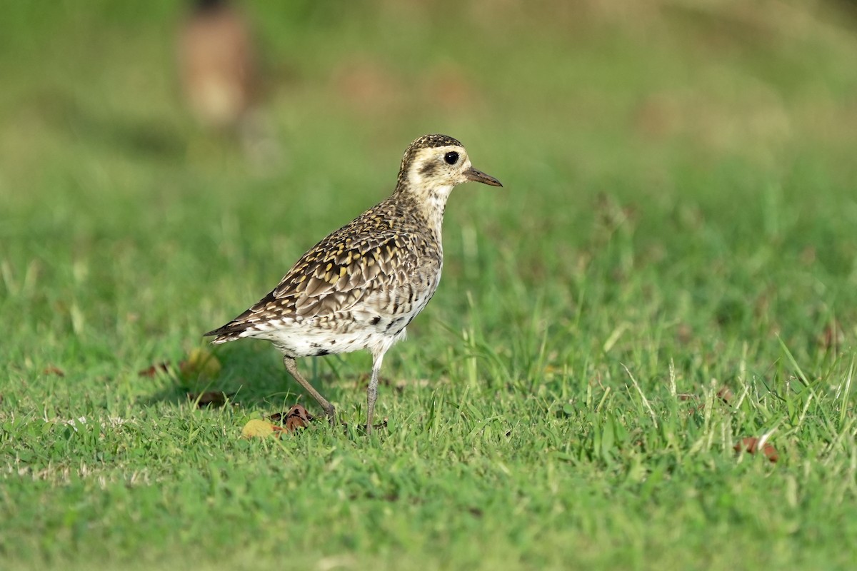 太平洋金斑鴴 - ML646515387