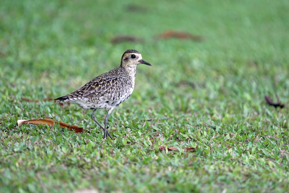 太平洋金斑鴴 - ML646515388