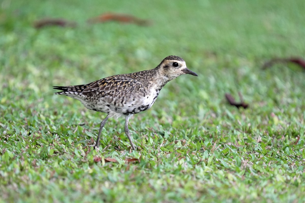 太平洋金斑鴴 - ML646515389