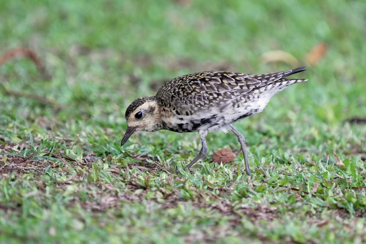 太平洋金斑鴴 - ML646515390