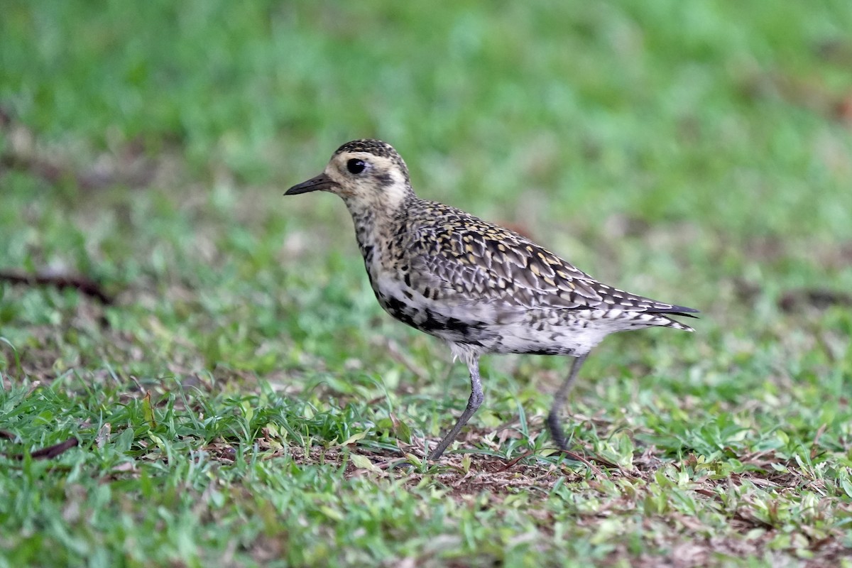 太平洋金斑鴴 - ML646515391