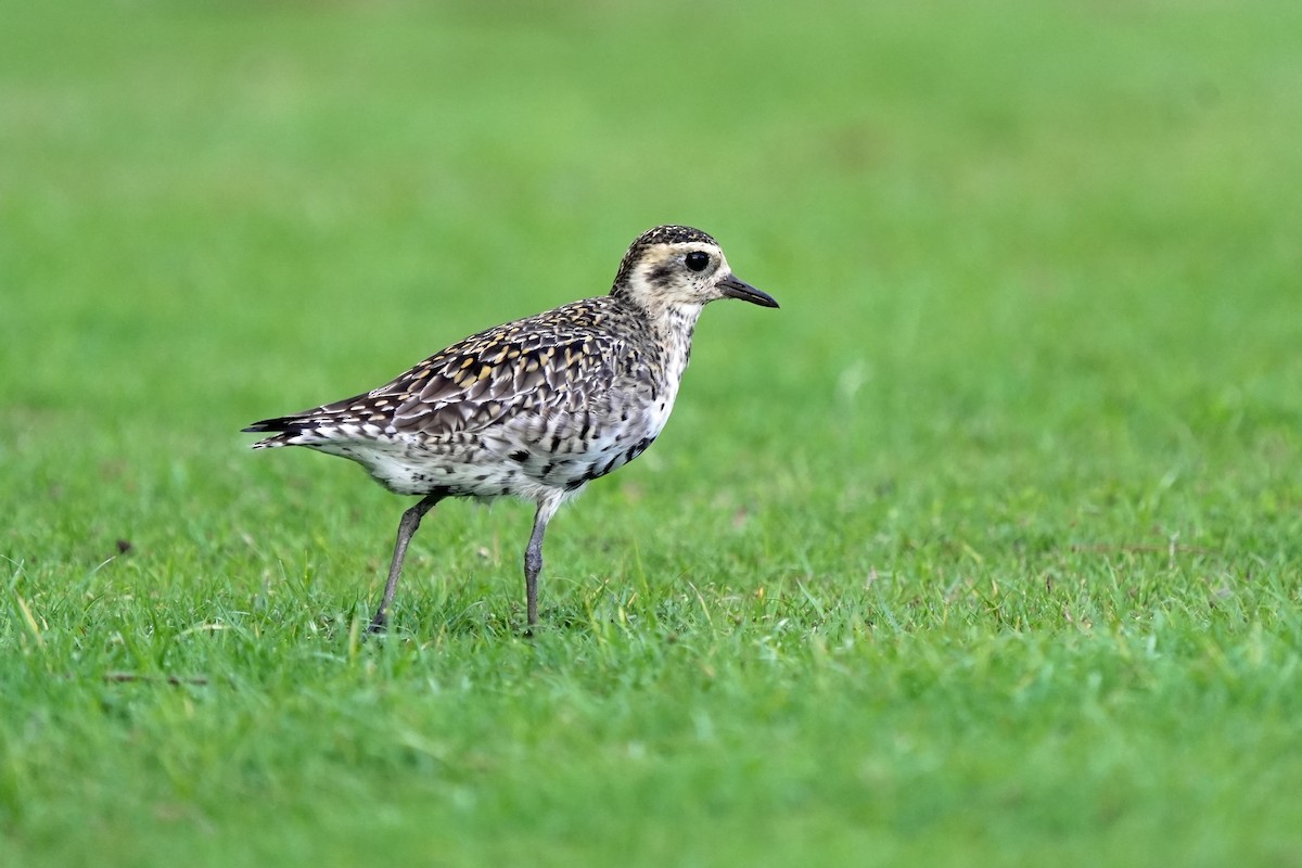 太平洋金斑鴴 - ML646515392