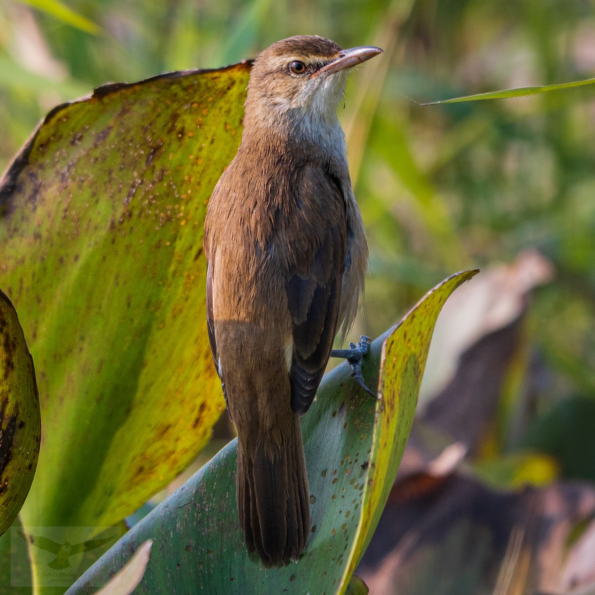 Clamorous Reed Warbler - ML646515393
