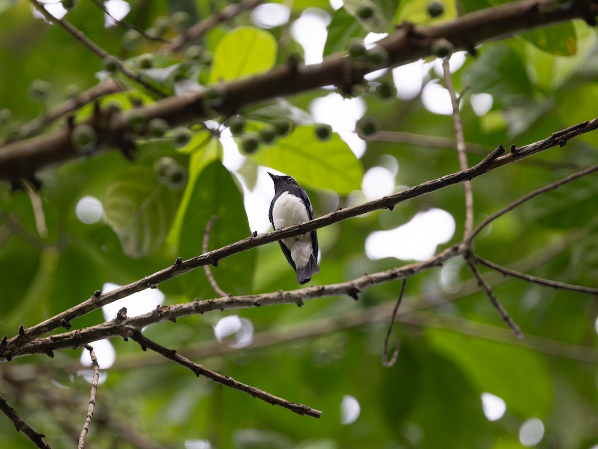 Blue-and-white Flycatcher - ML646515394