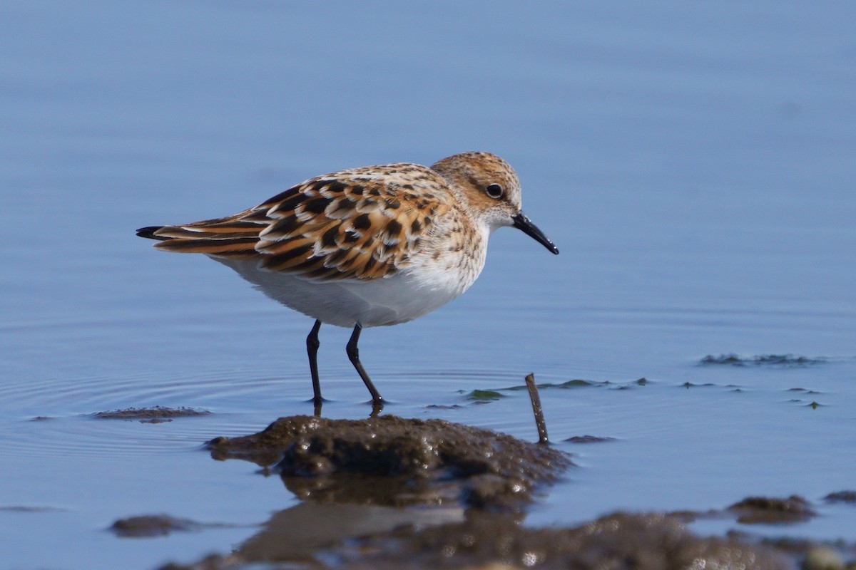 Побережник малий - ML646515395