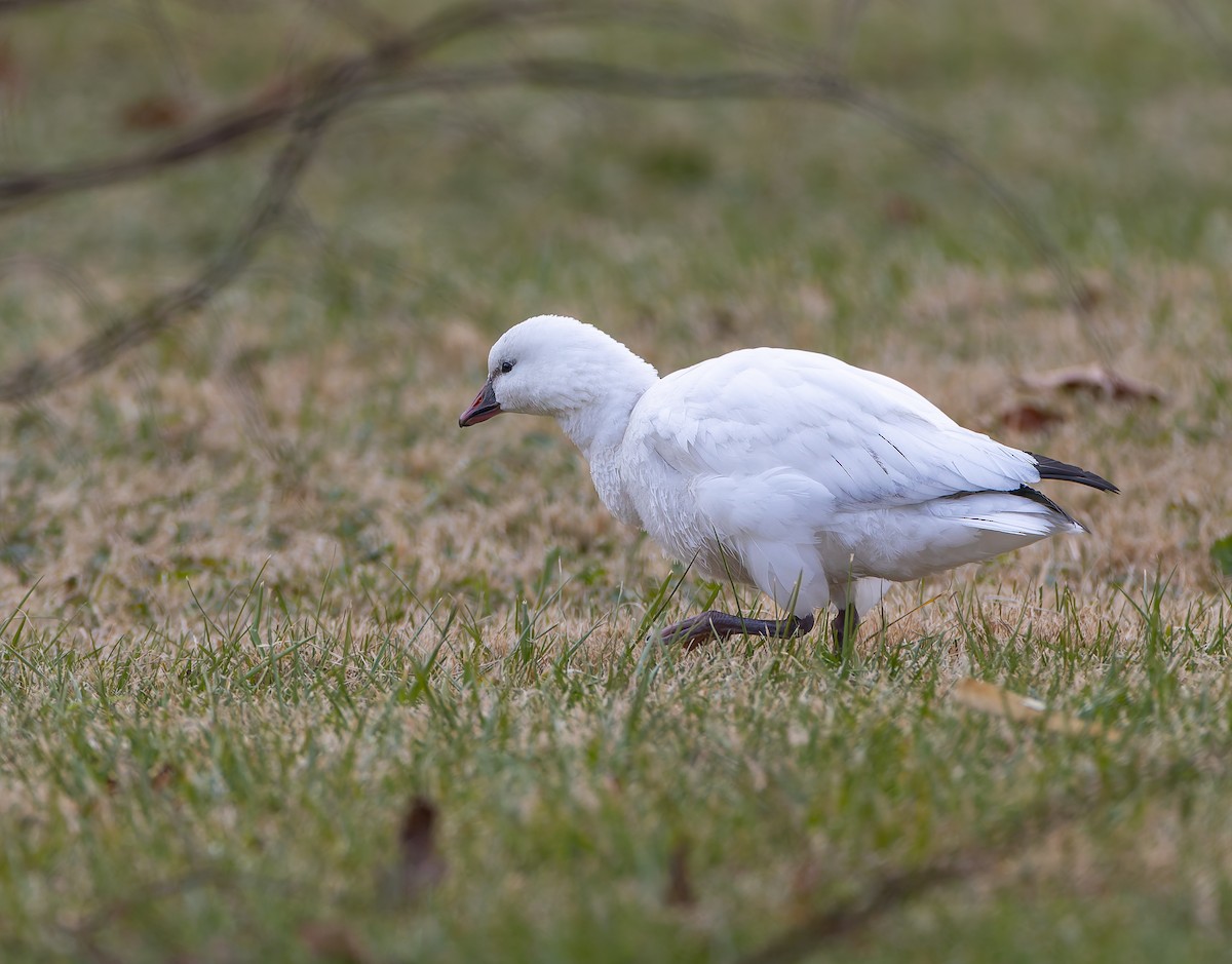 Ross's Goose - ML646515398