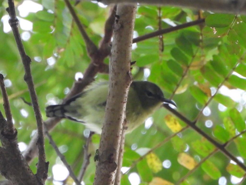 叉尾太陽鳥 - ML646515401