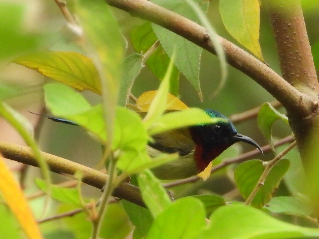 叉尾太陽鳥 - ML646515402