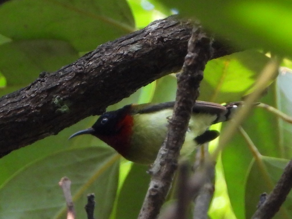 叉尾太陽鳥 - ML646515406