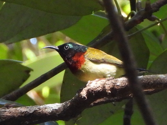 叉尾太陽鳥 - ML646515407