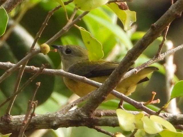 叉尾太陽鳥 - ML646515408