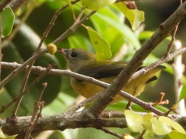 叉尾太陽鳥 - ML646515409