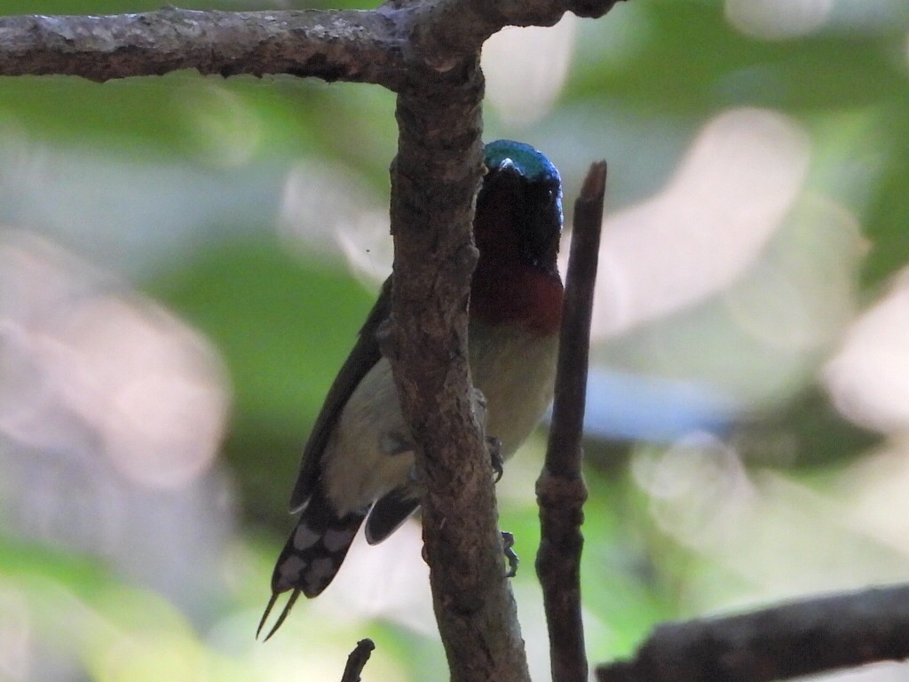 叉尾太陽鳥 - ML646515410