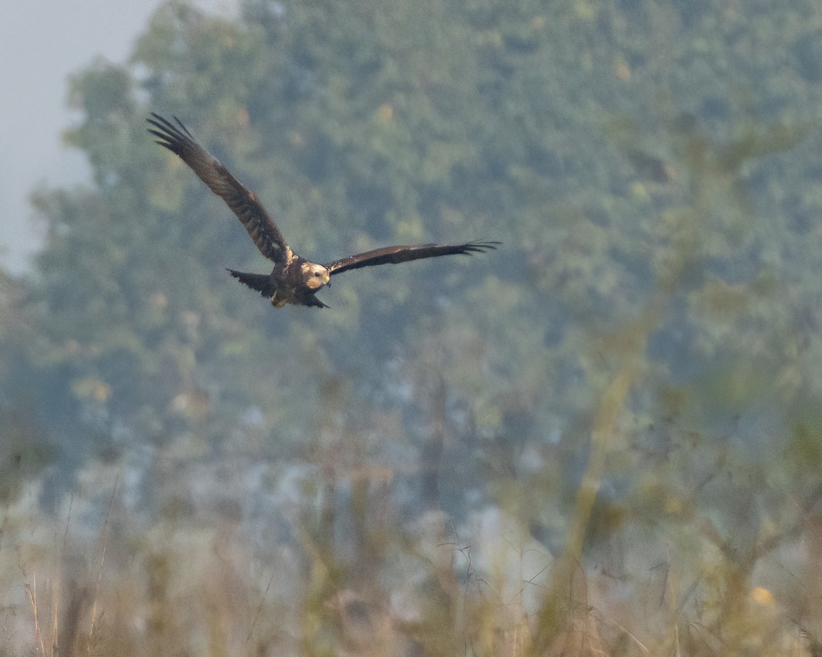東方澤鵟 - ML646515411