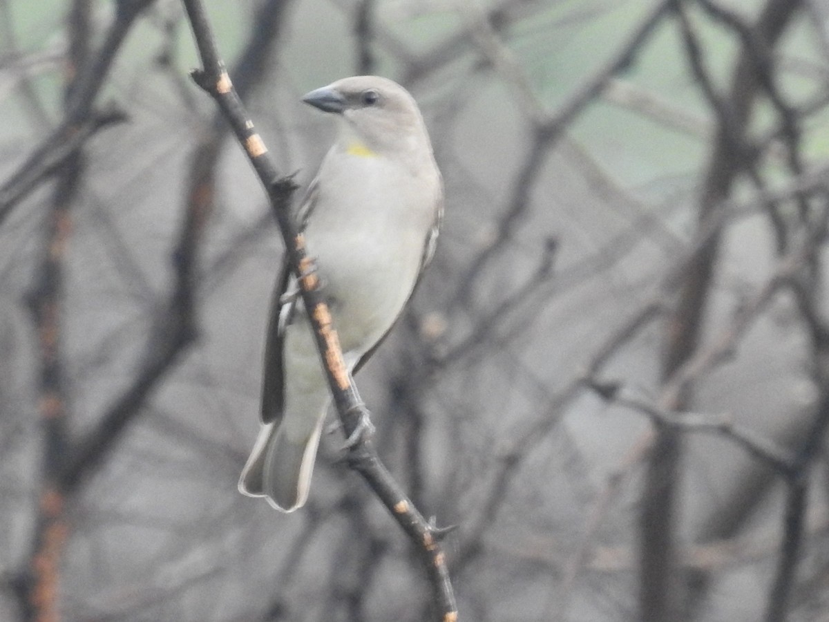 Yellow-throated Sparrow - ML646515413