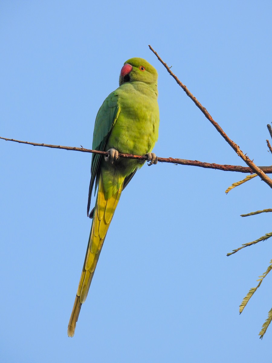 紅領綠鸚鵡 - ML646515414