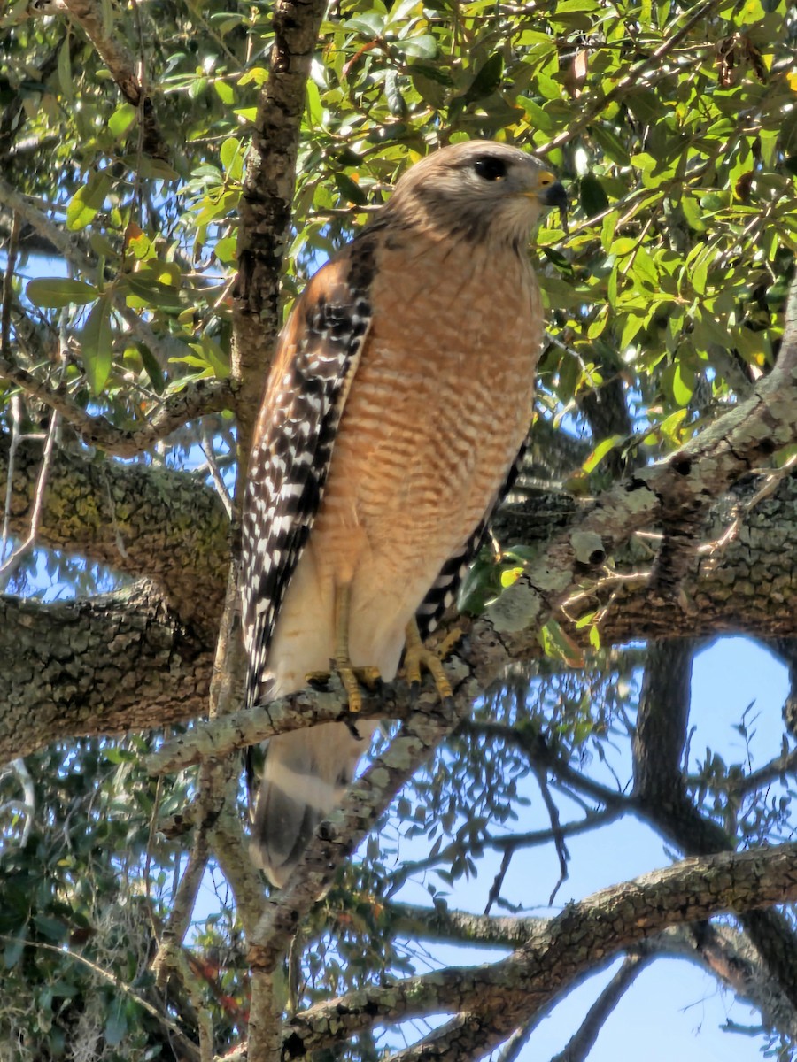 Red-shouldered Hawk - ML646515415