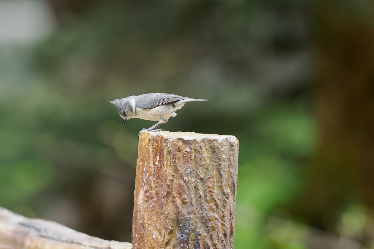 Gray-crested Tit - ML646515416