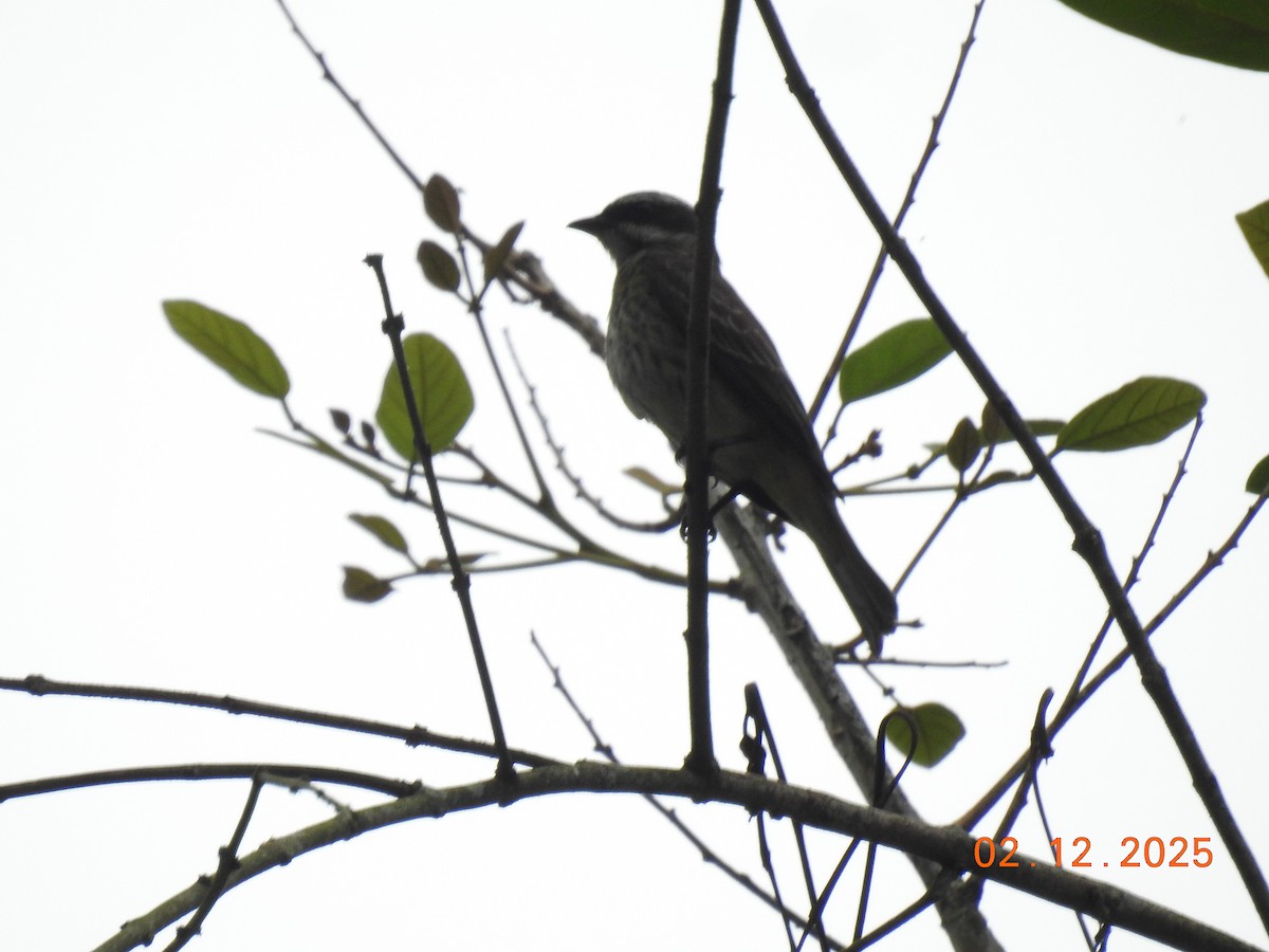 Piratic Flycatcher - ML646515417