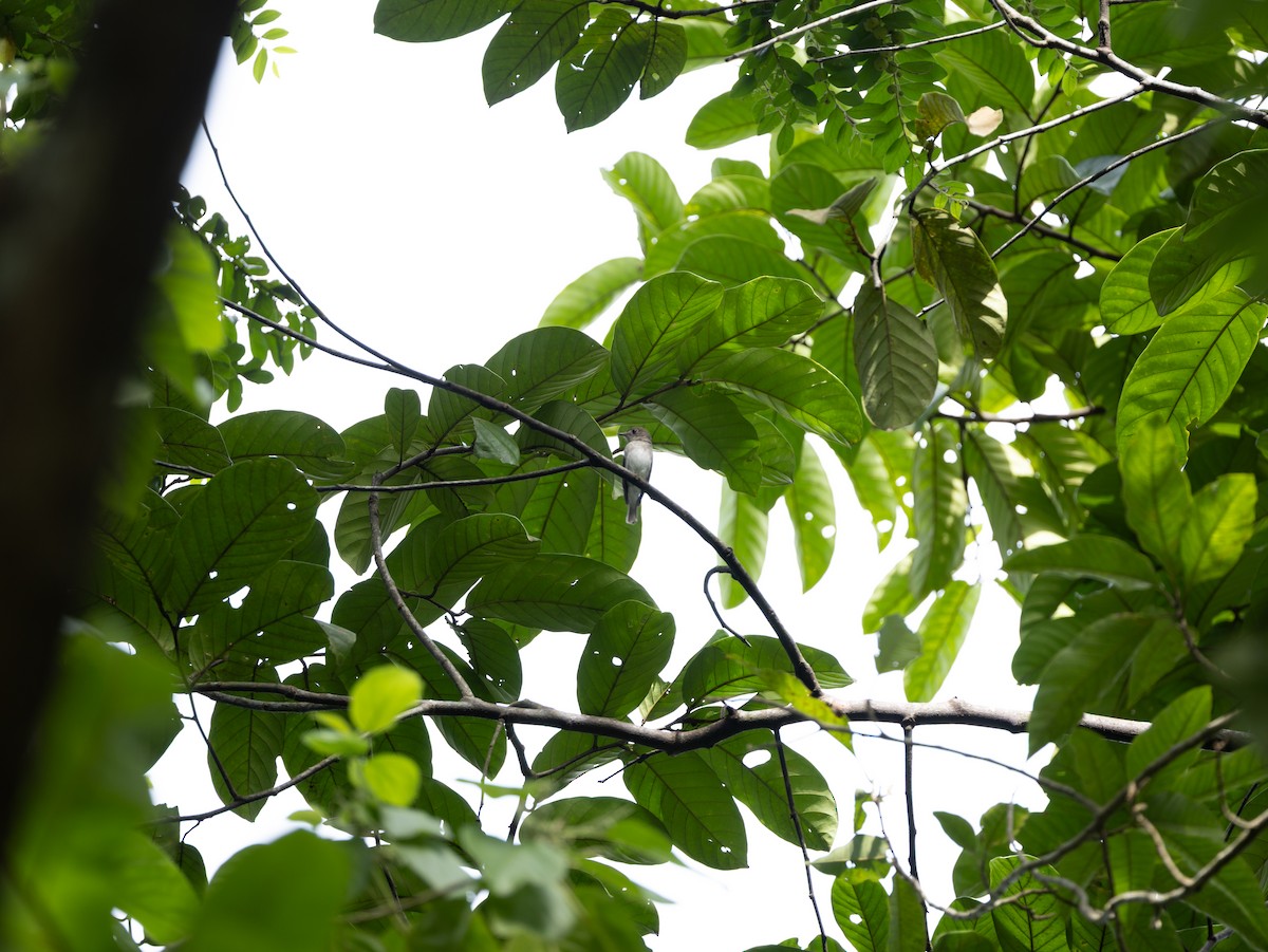 חטפית סיבירית - ML646515418