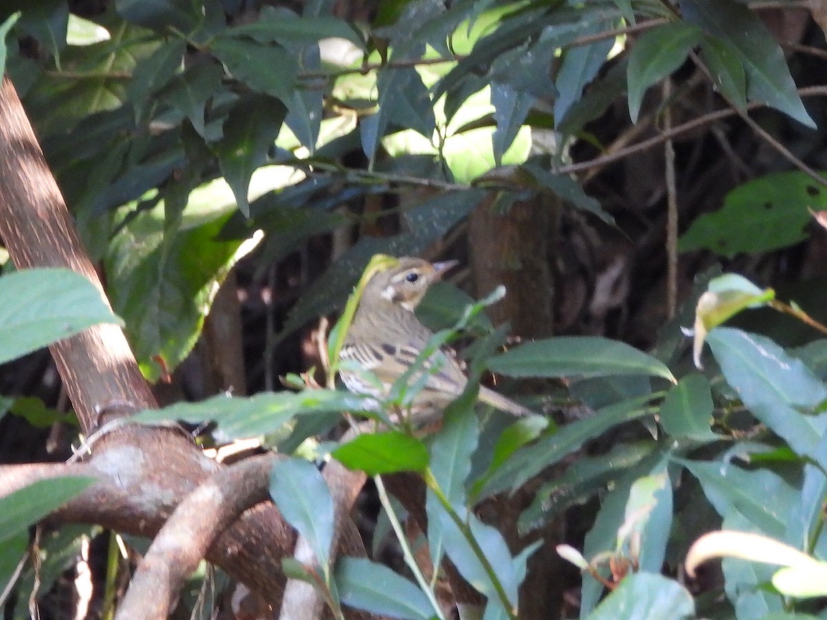 樹鷚 - ML646515419