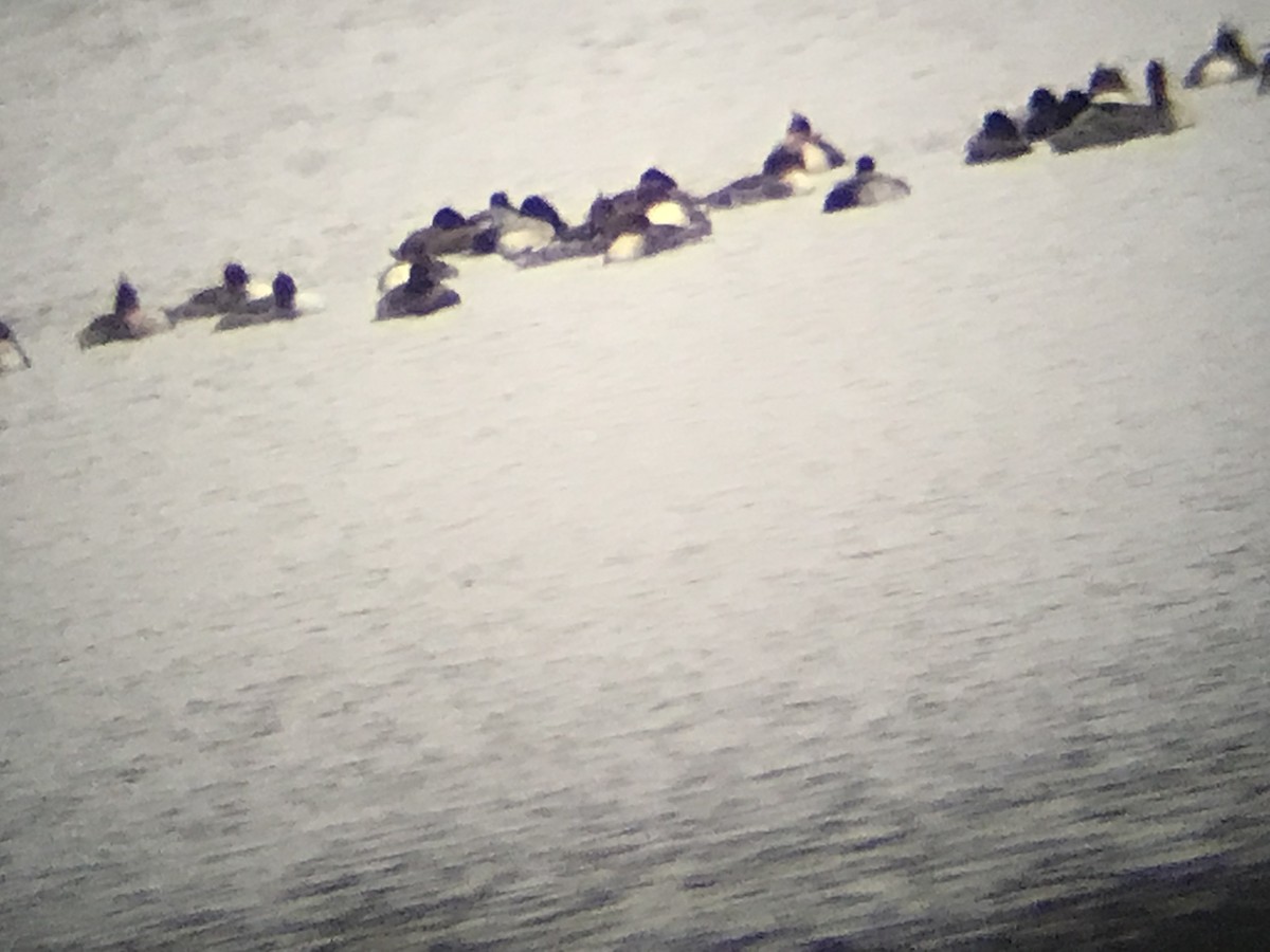 紅胸秋沙 - ML646515420