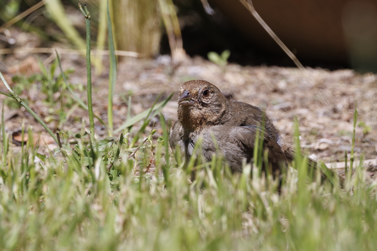 California Towhee - ML646515421