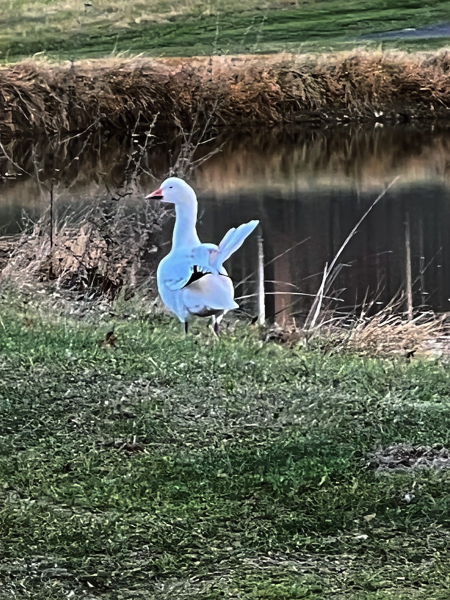 Snow Goose - ML646515422