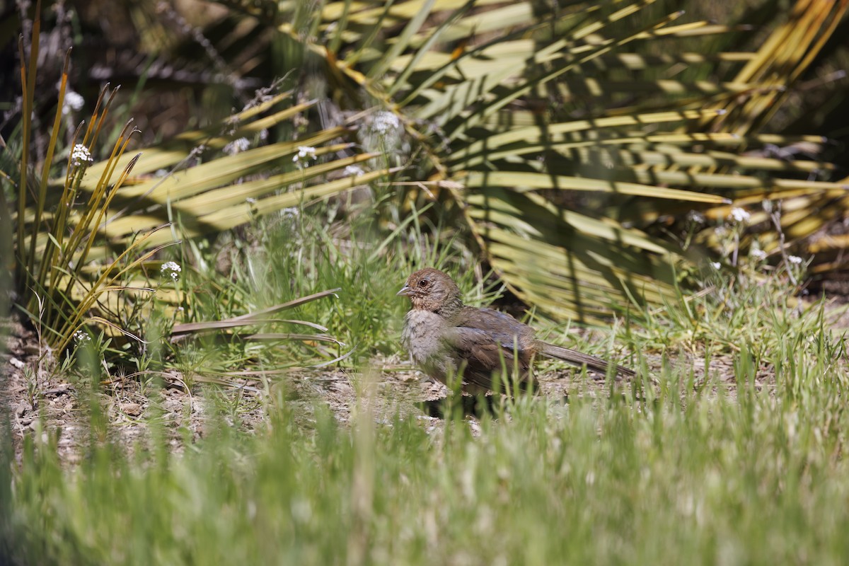 Tohi de Californie - ML646515423
