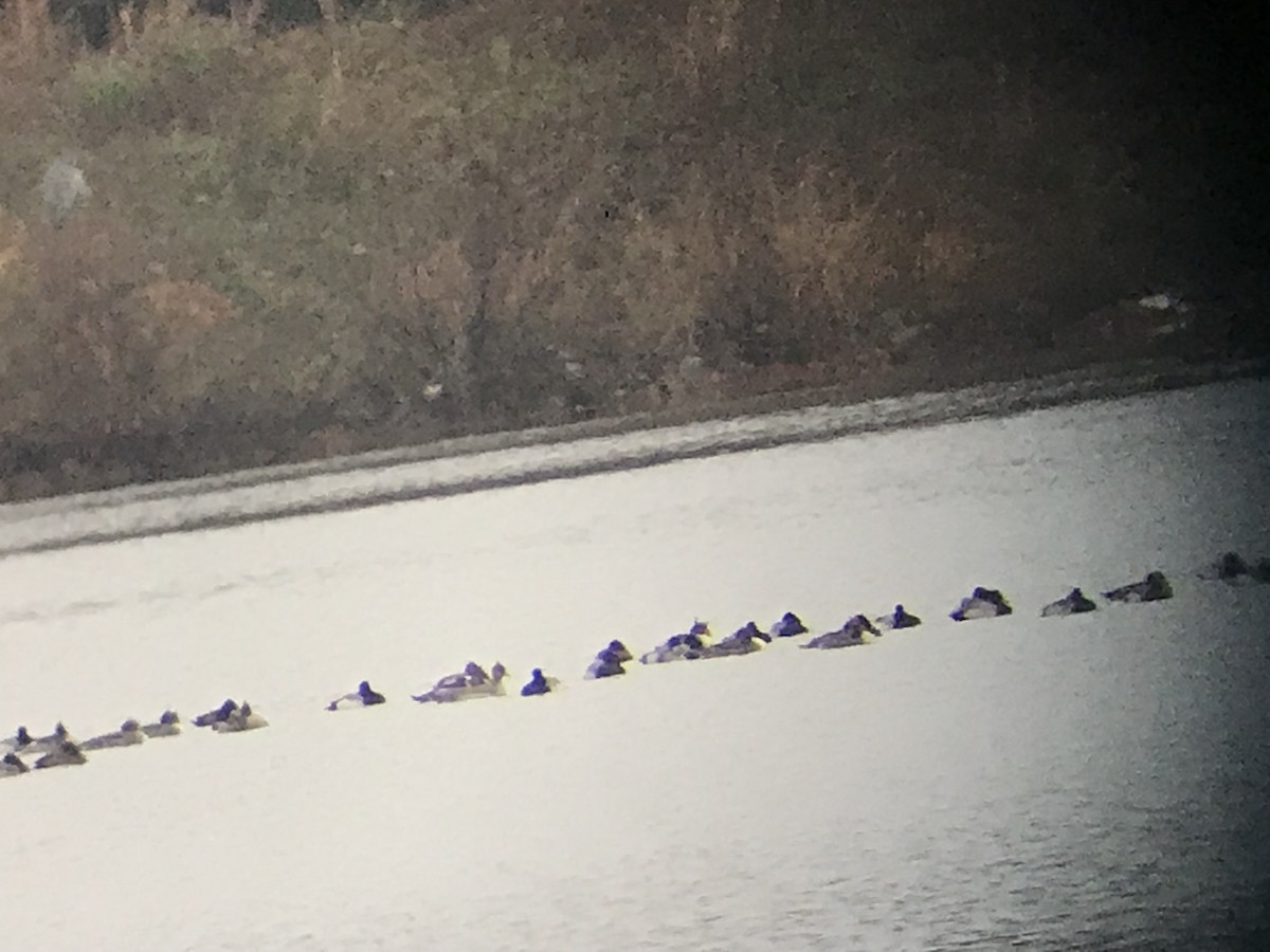 紅胸秋沙 - ML646515424