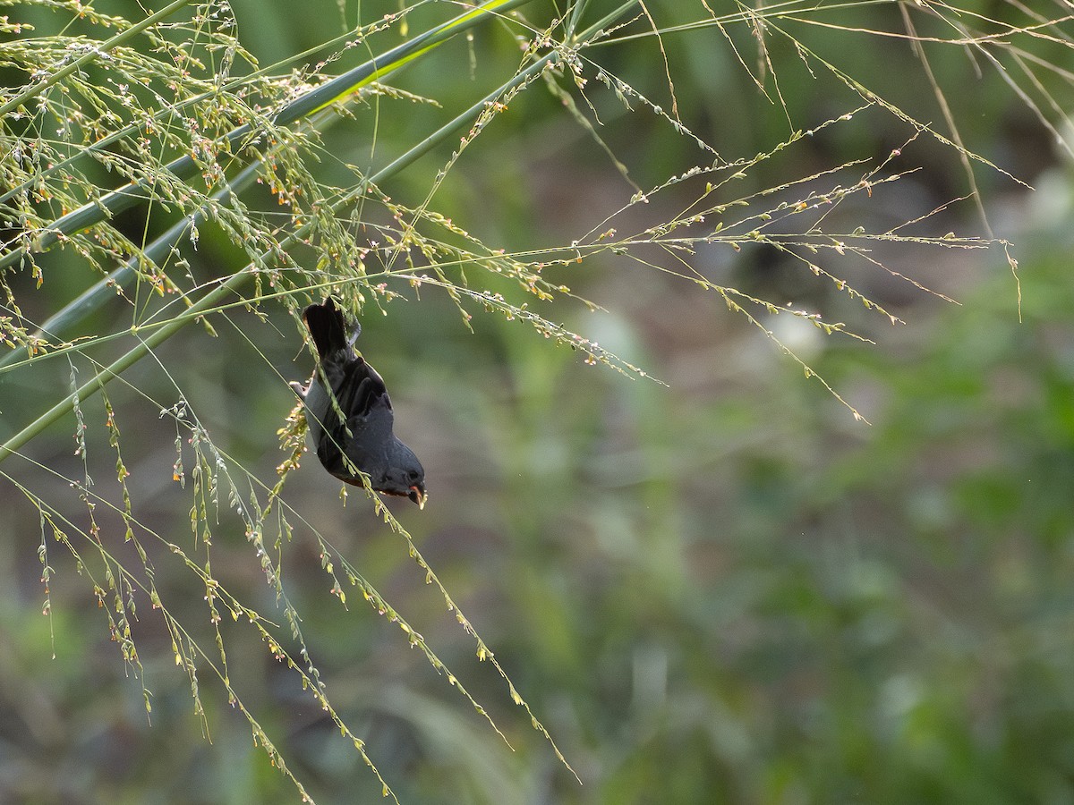 Chestnut-bellied Seedeater - ML646515426
