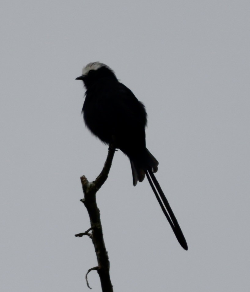 Long-tailed Tyrant - ML646515428