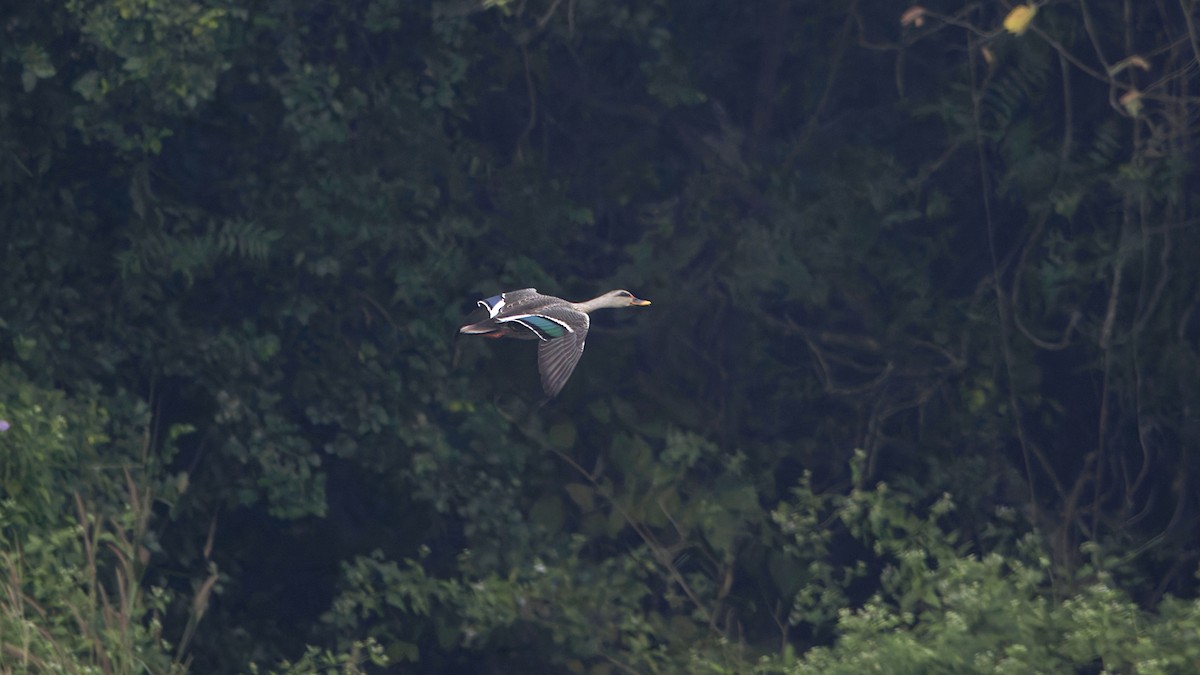 Indian Spot-billed Duck - ML646515430