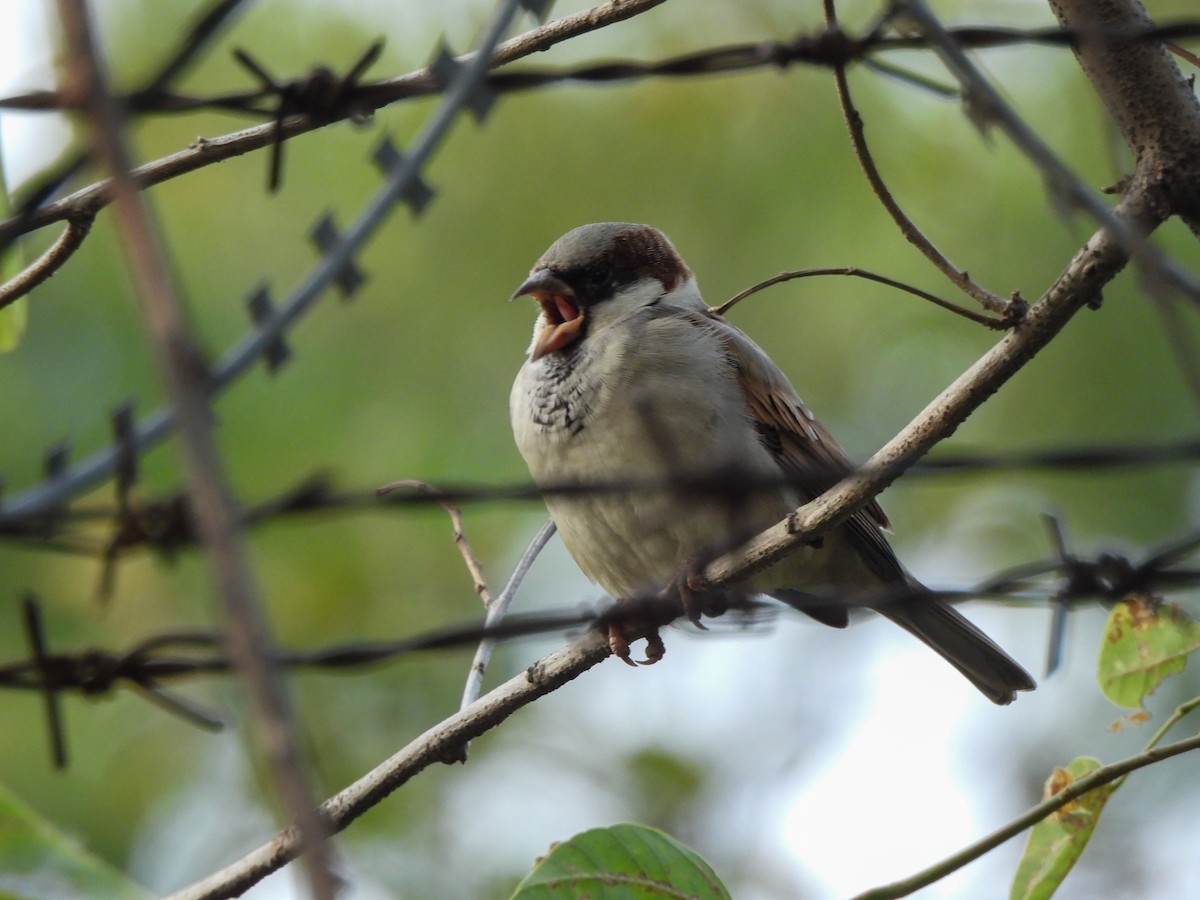 House Sparrow - ML646515431
