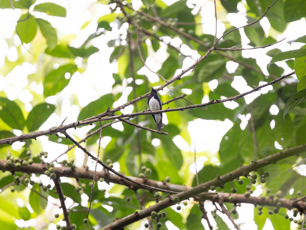 Blue-and-white Flycatcher - ML646515432