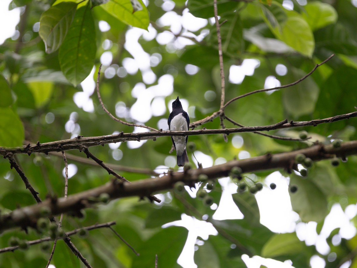 Blue-and-white Flycatcher - ML646515434