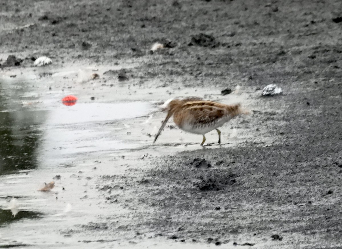 Wilson's Snipe - ML646515435