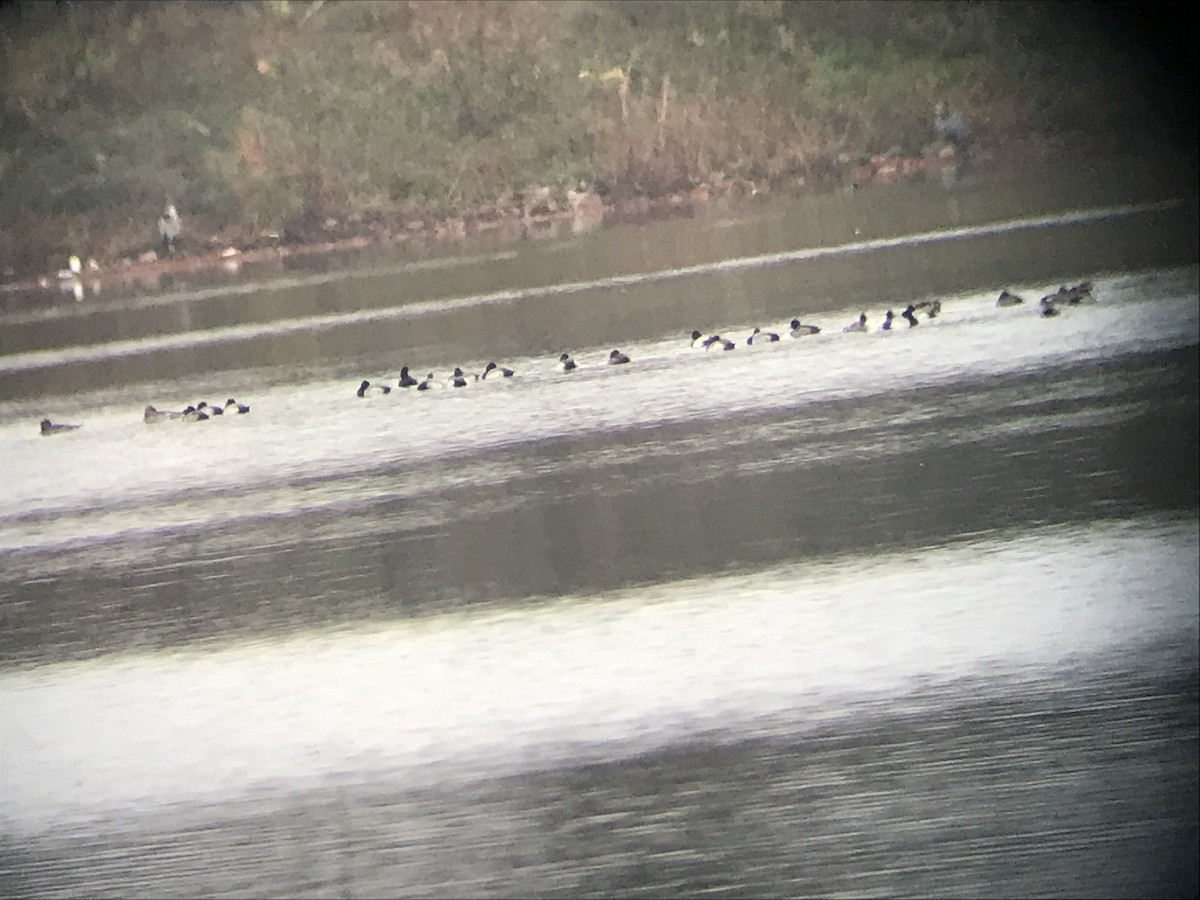 Lesser Scaup - ML646515436