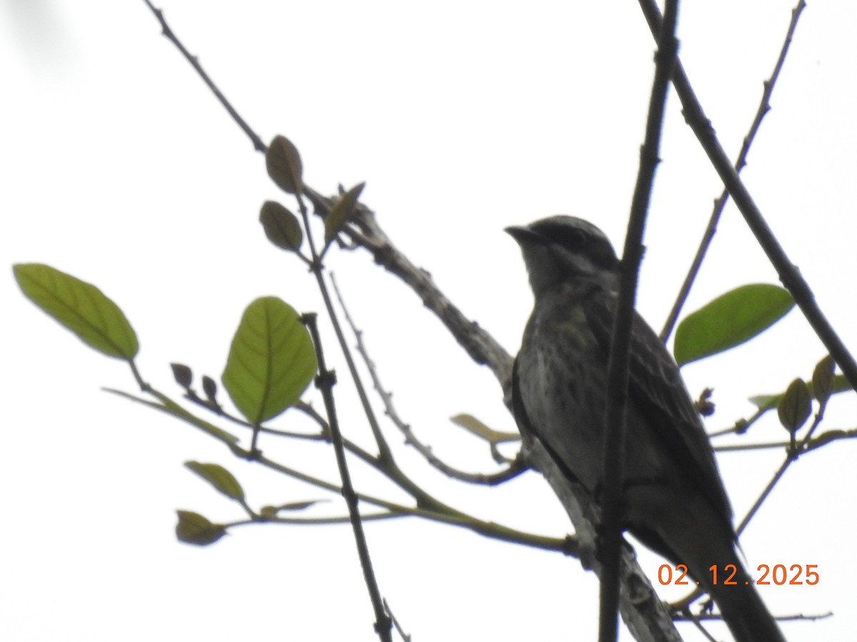 Тиранн-разбойник - ML646515437