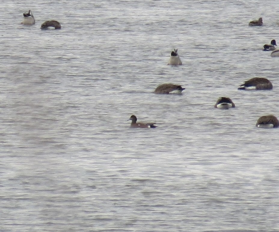 American Wigeon - ML646515438