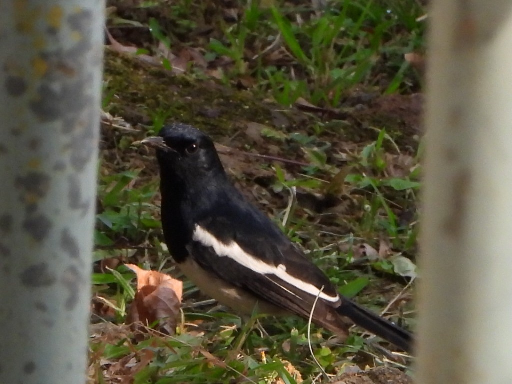 Oriental Magpie-Robin - ML646515439