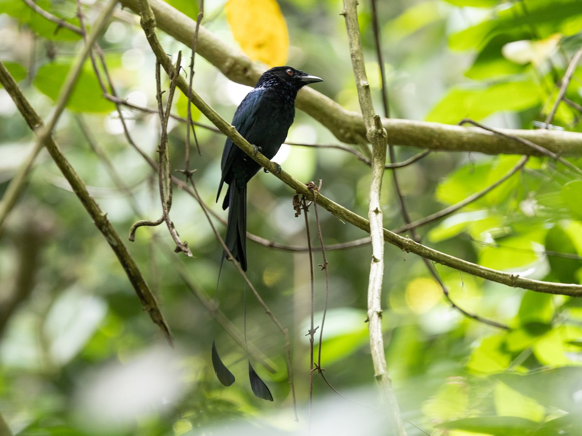 Greater Racket-tailed Drongo - ML646515442