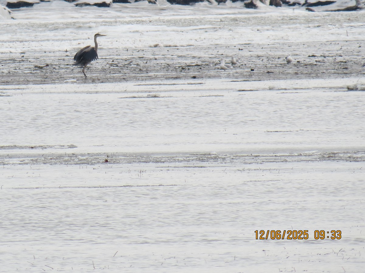 volavka velká - ML646515446