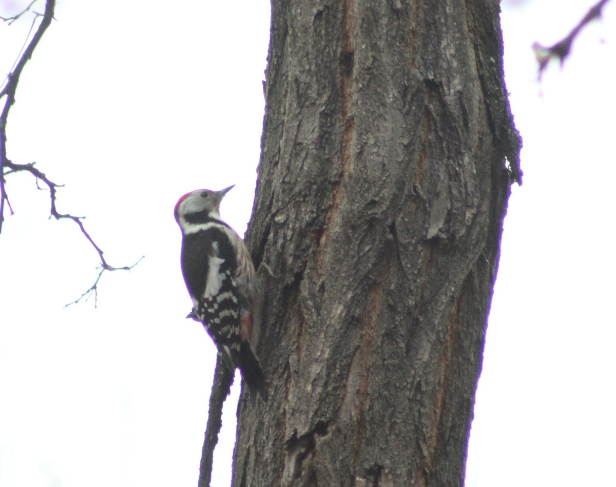 strakapoud prostřední - ML646515447