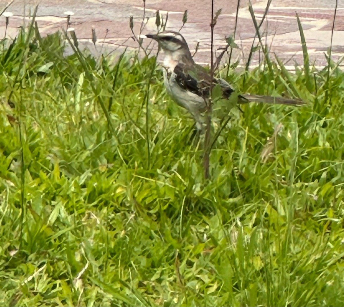 drozdec bělobrvý - ML646515448