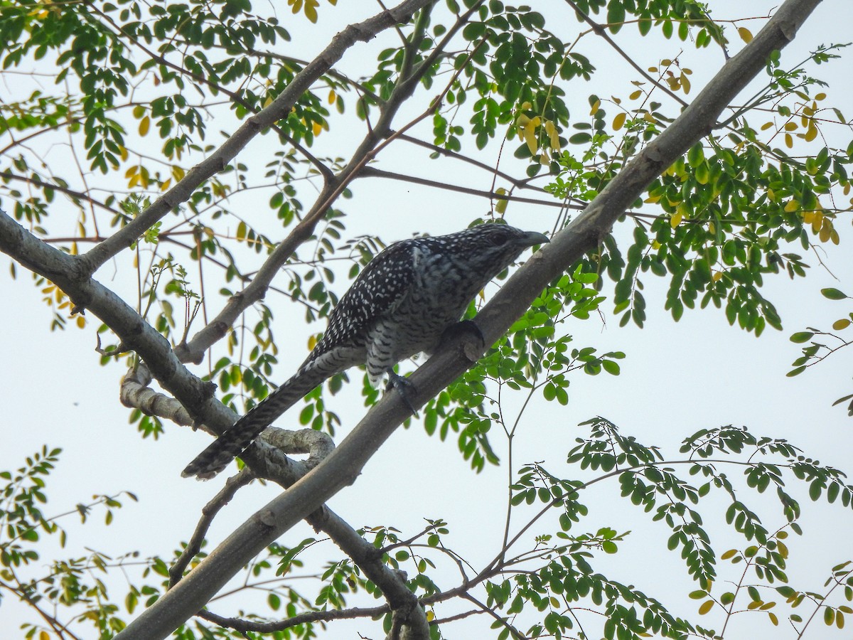 kukačka koel - ML646515451