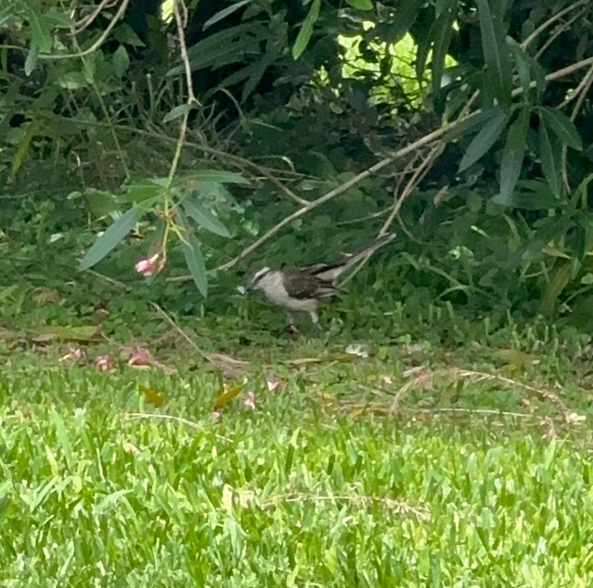 drozdec bělobrvý - ML646515453