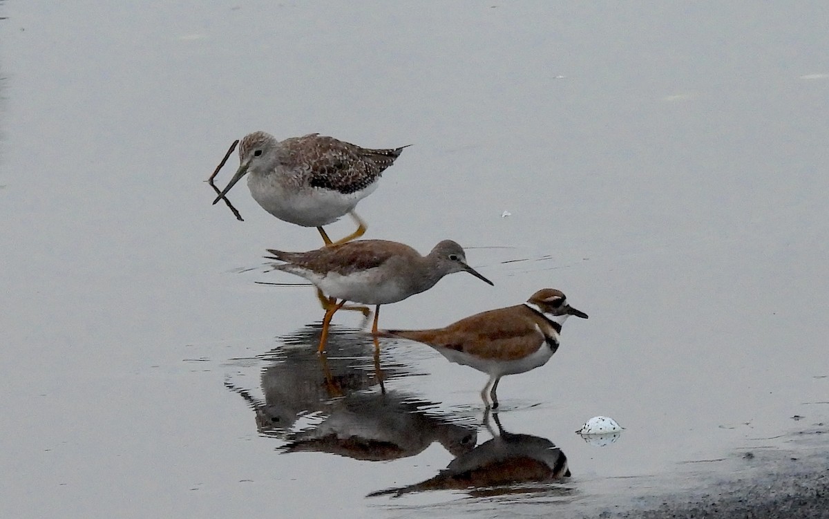 vodouš velký - ML646515454