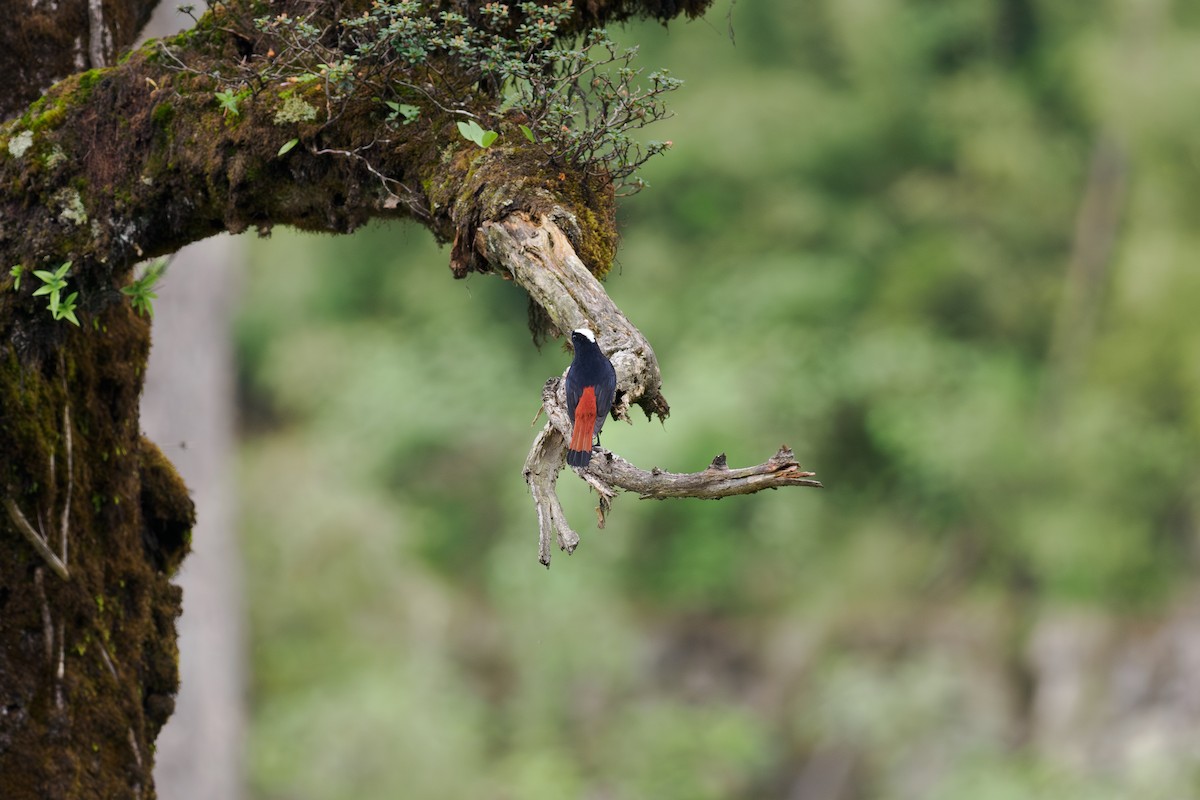 rehek bělohlavý - ML646515455