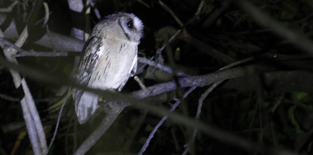 výreček indický - ML646515456